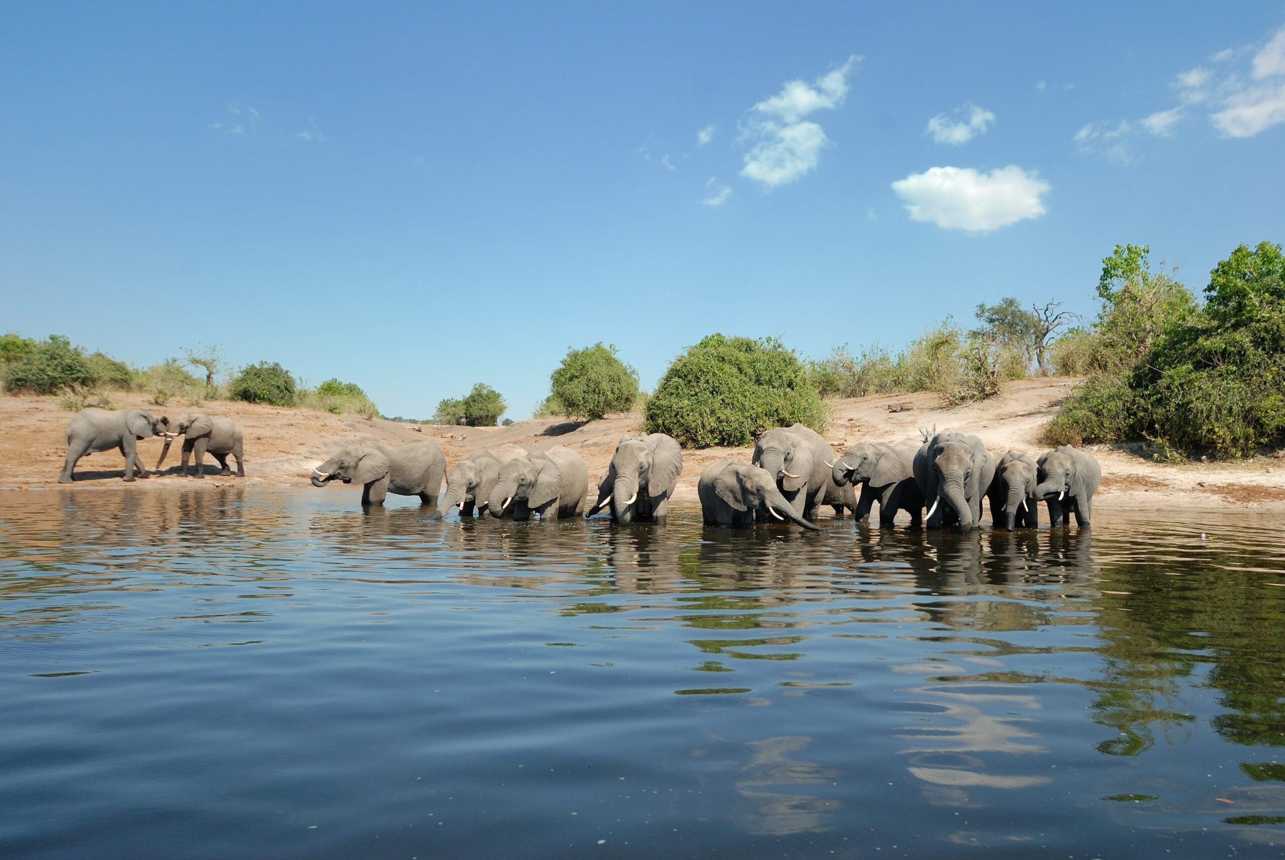 A herd of elephants drinking in the Chobe river in Botswana