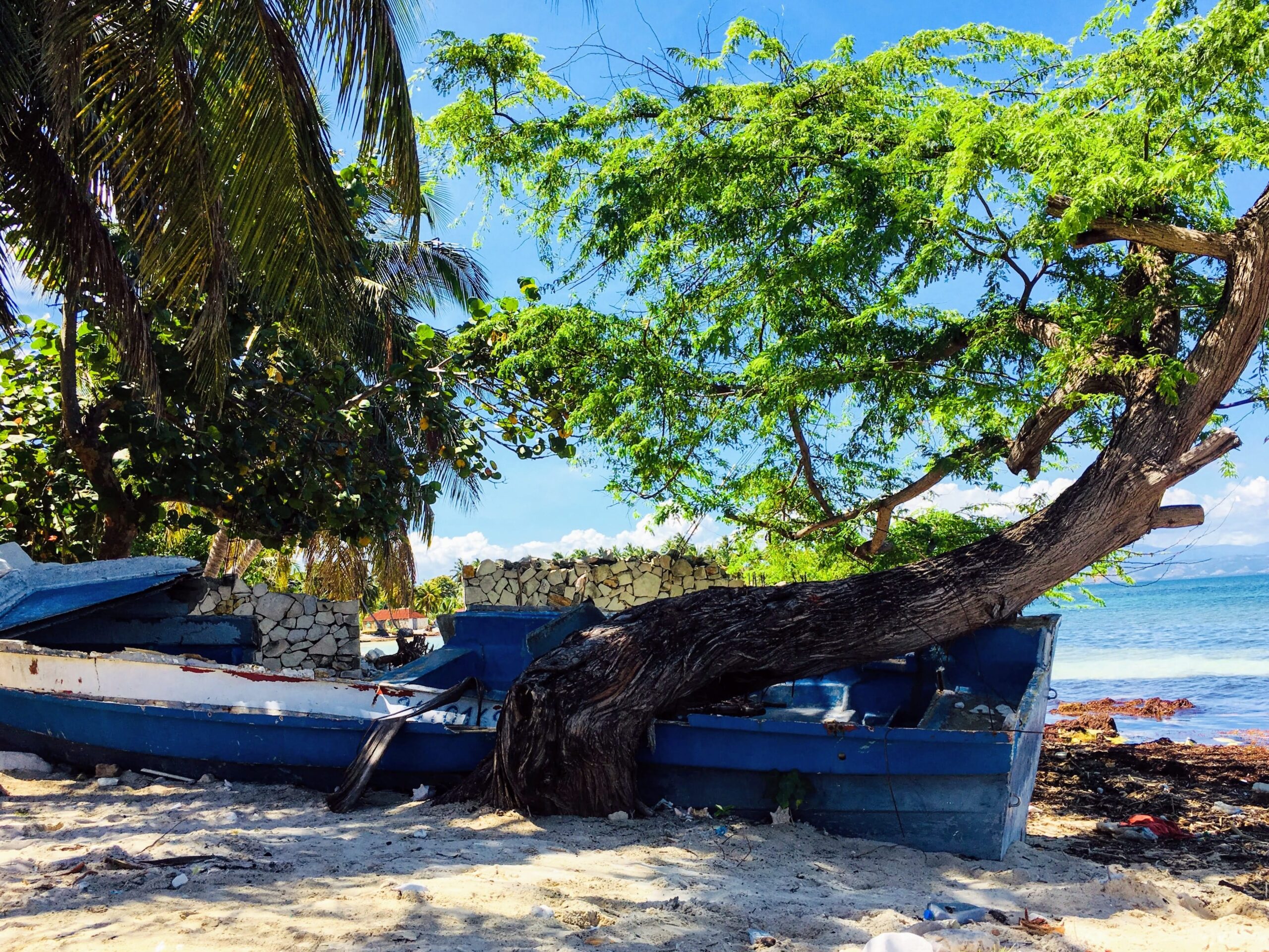 A tree grew around this shipwrecked rowboat on the island of Ile a Vache, Haiti