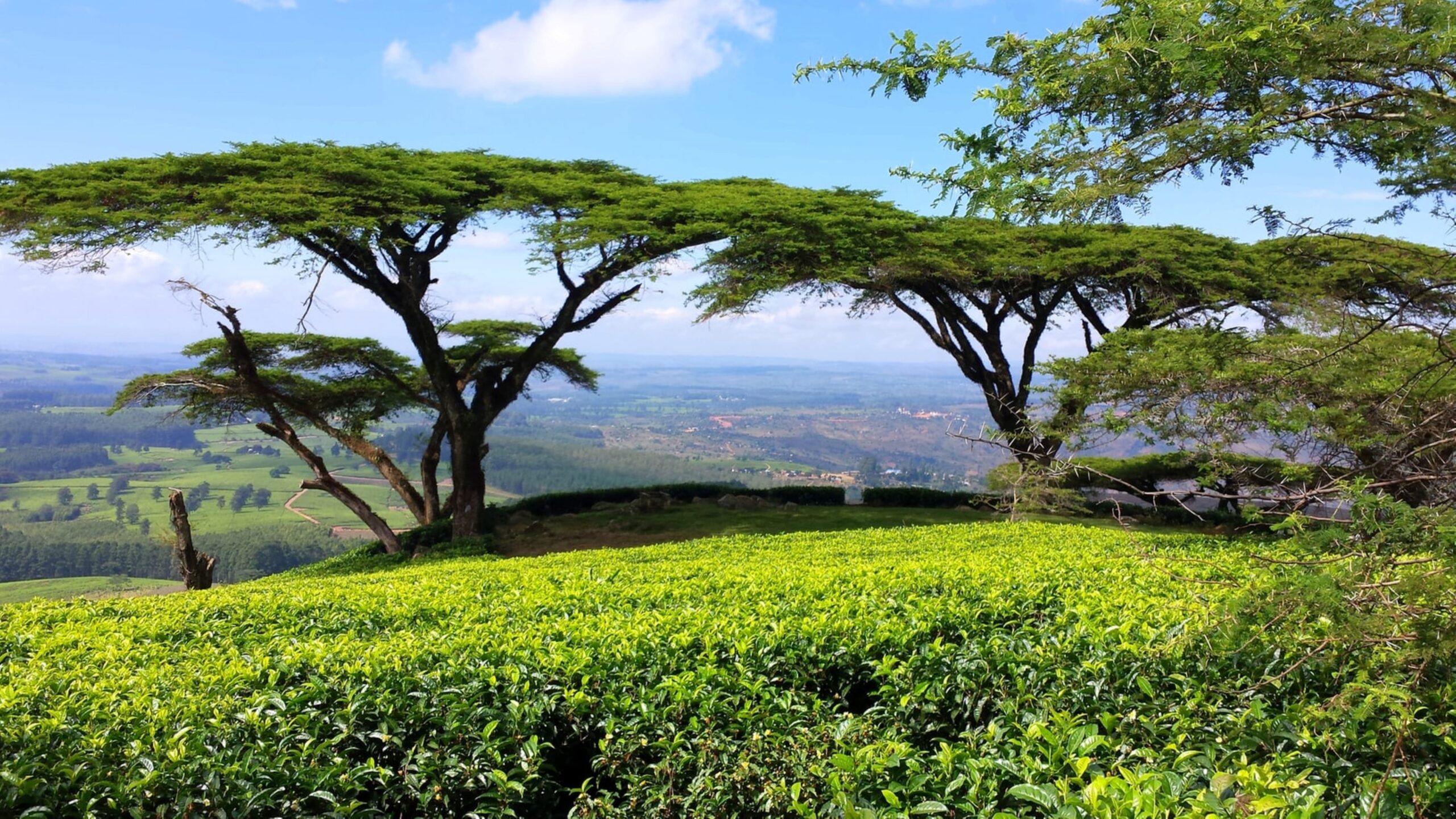 Acacia Abyssinica trees, Tea Plantation, Malawi, Africa by Craig Manners