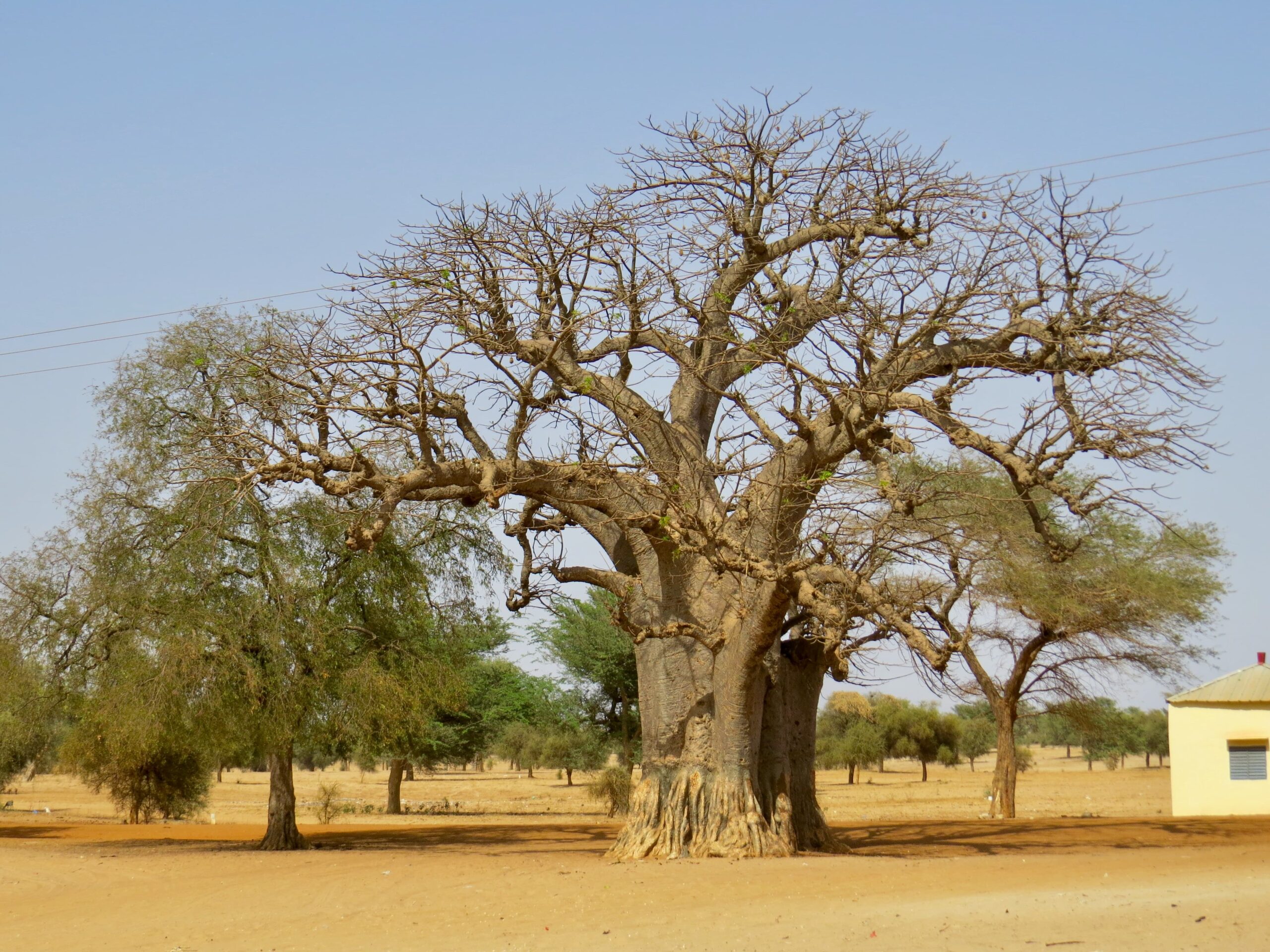 Baobab tree in the village of Ndem, Senegal