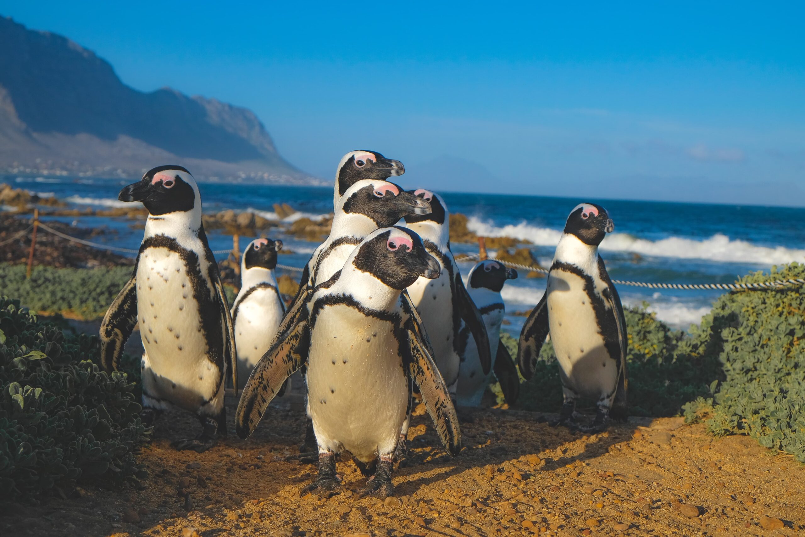 Betty's Bay penguins, South Africa