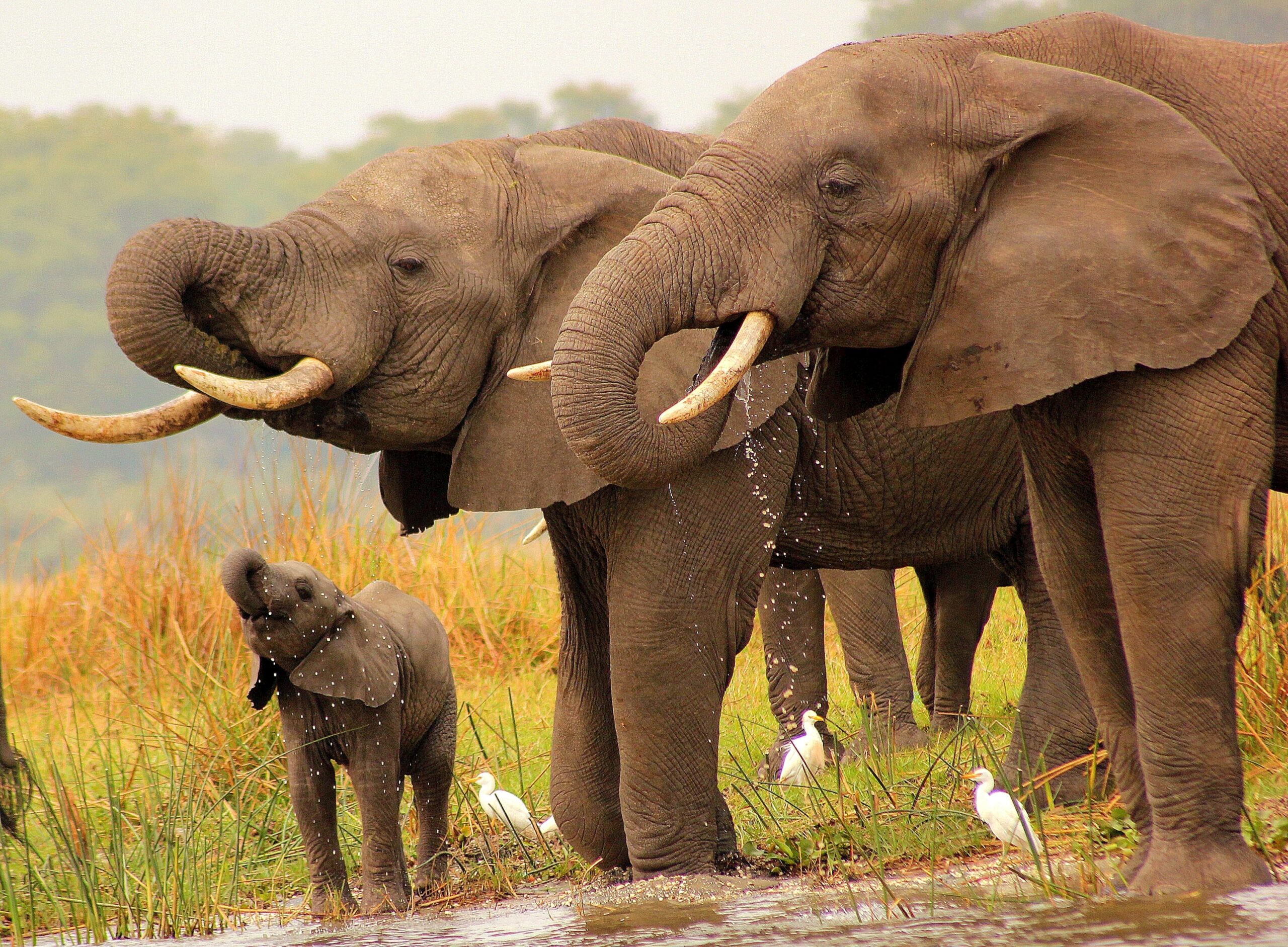 Elephants by Craig Manners, Malawi, Africa