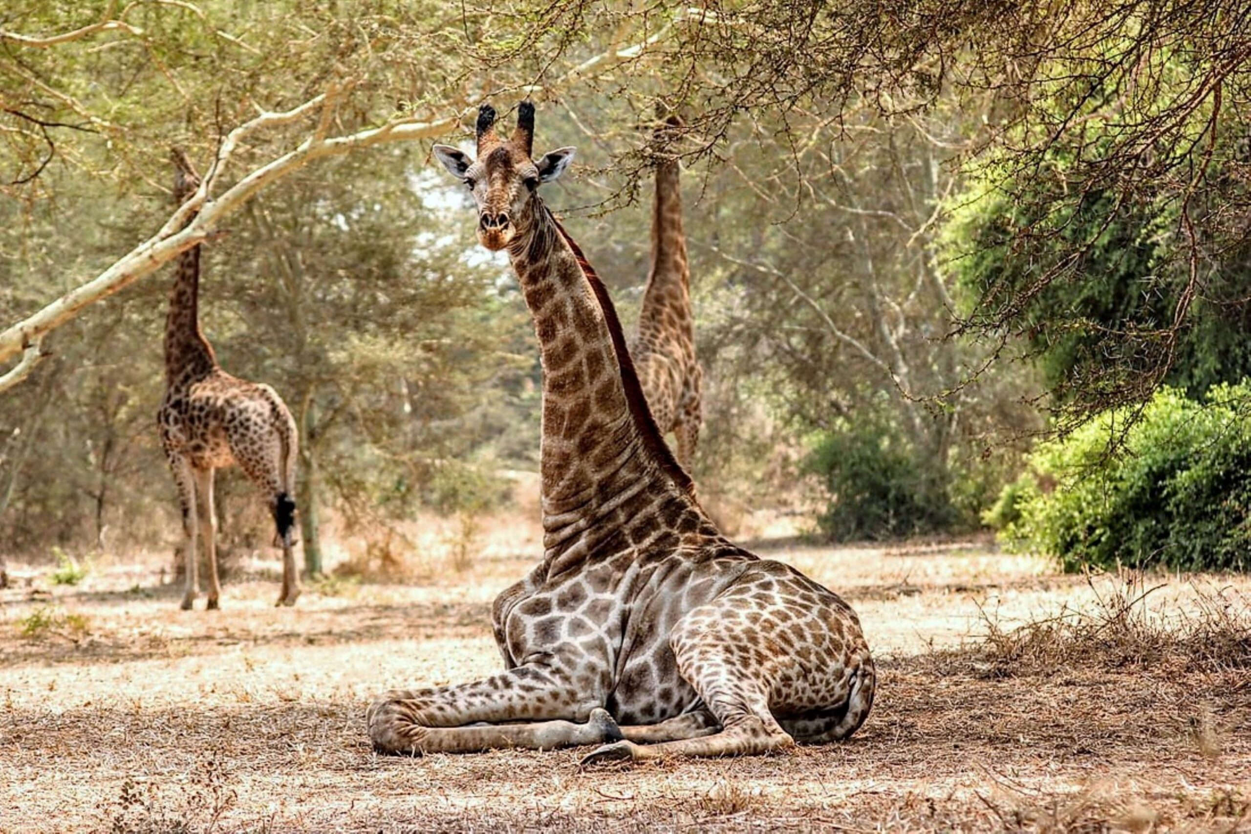 Giraffe in Malawi by Craig Manners