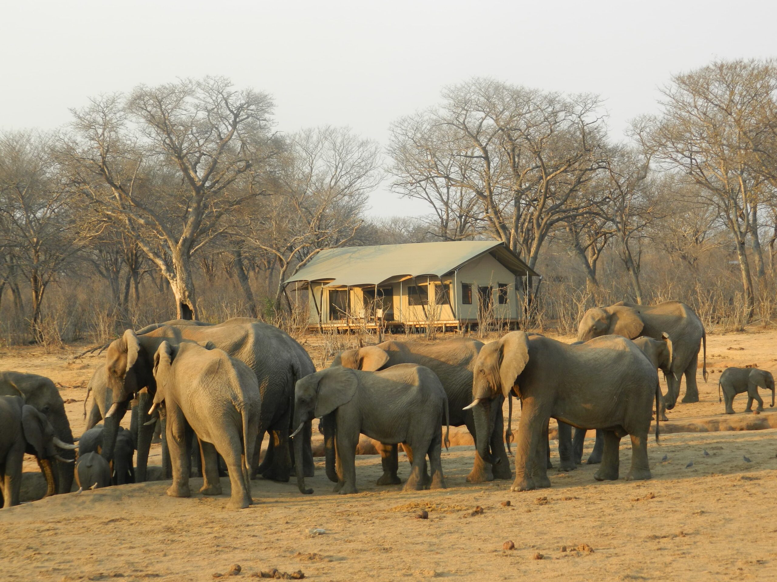 Hwange National Park, Main Camp, Zimbabwe