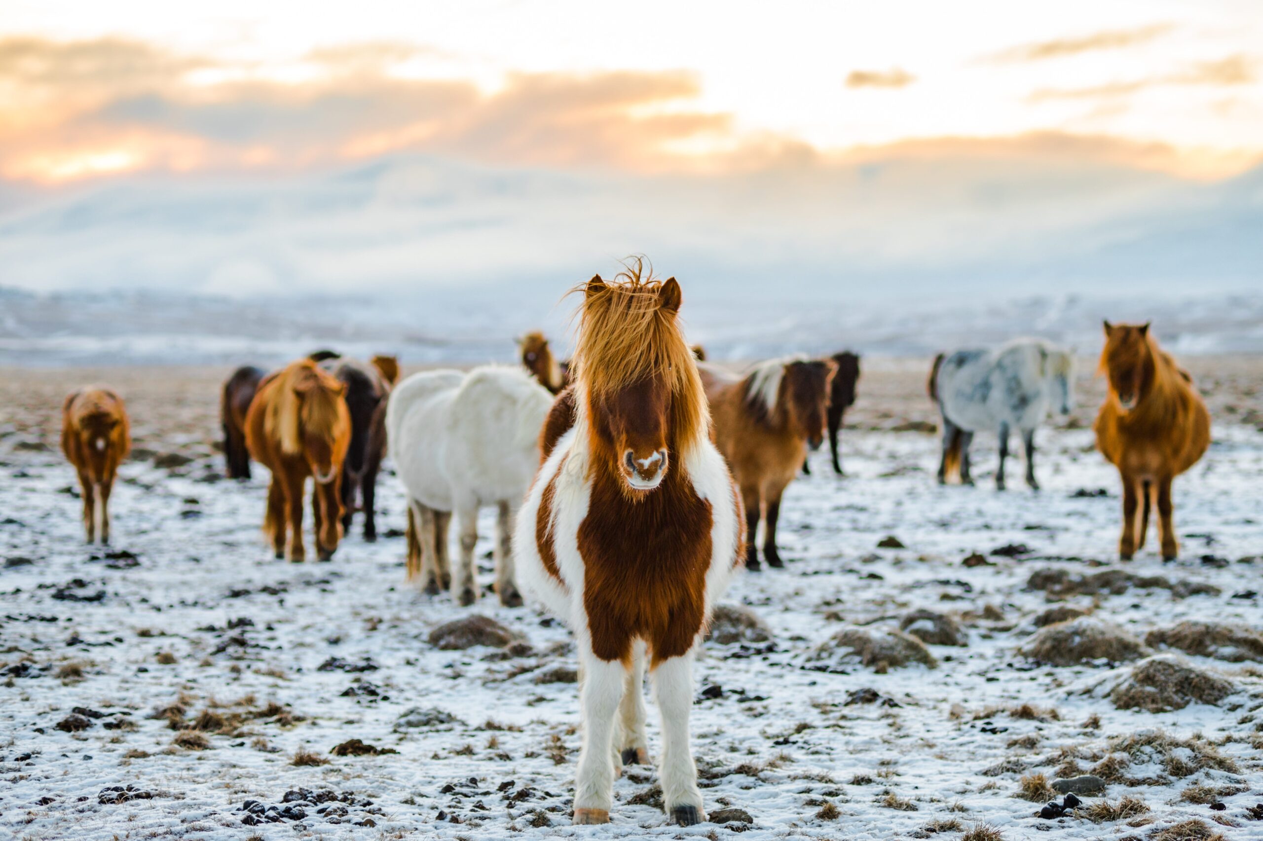 Icelandic horses on farm in winter