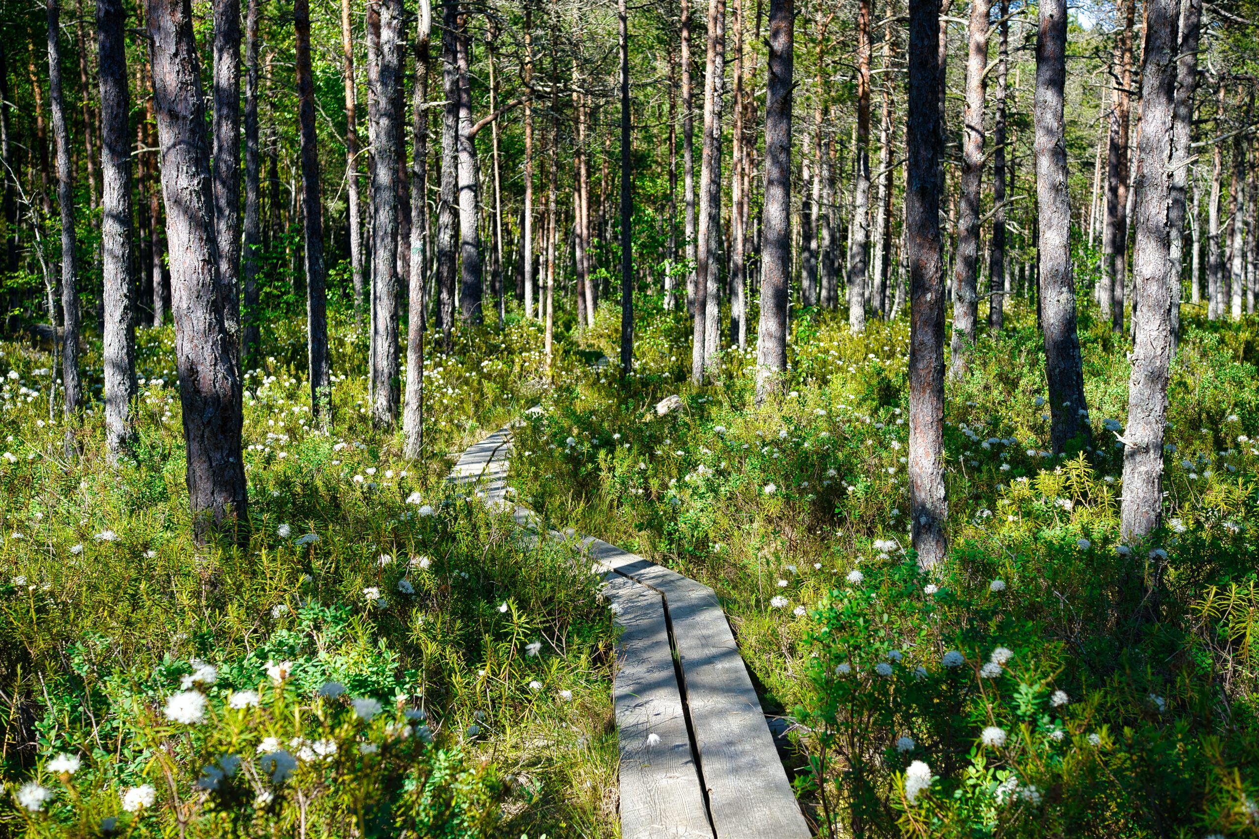 Lahemaa Rahvuspark, Estonia