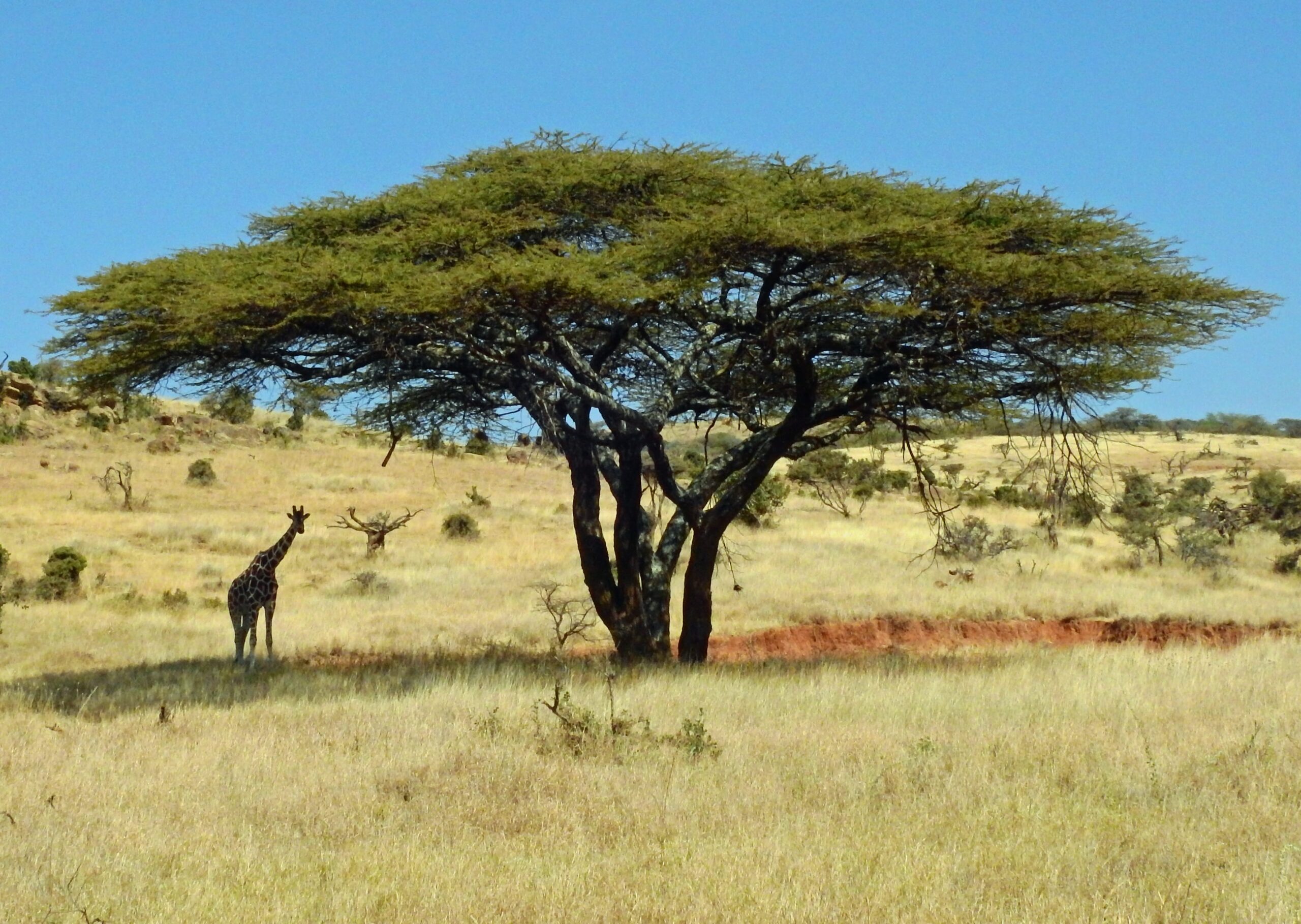 Lewa Wildlife Conservancy, Isiolo, Kenya (1)