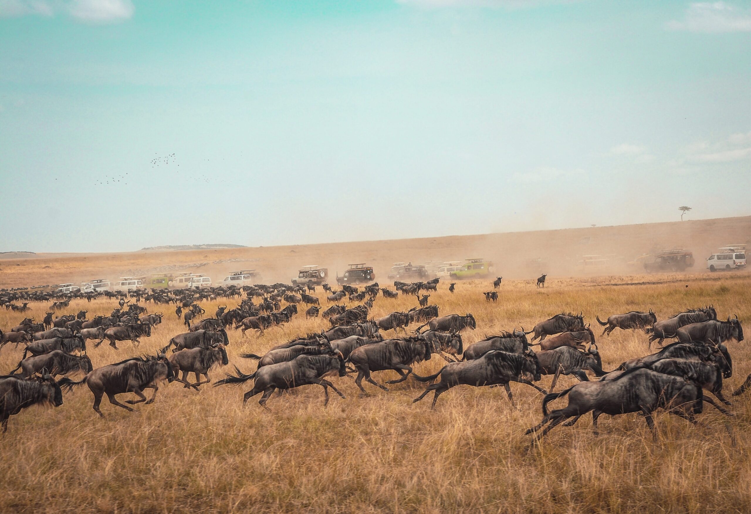 Masai Mara National Reserve, Kenya (1)
