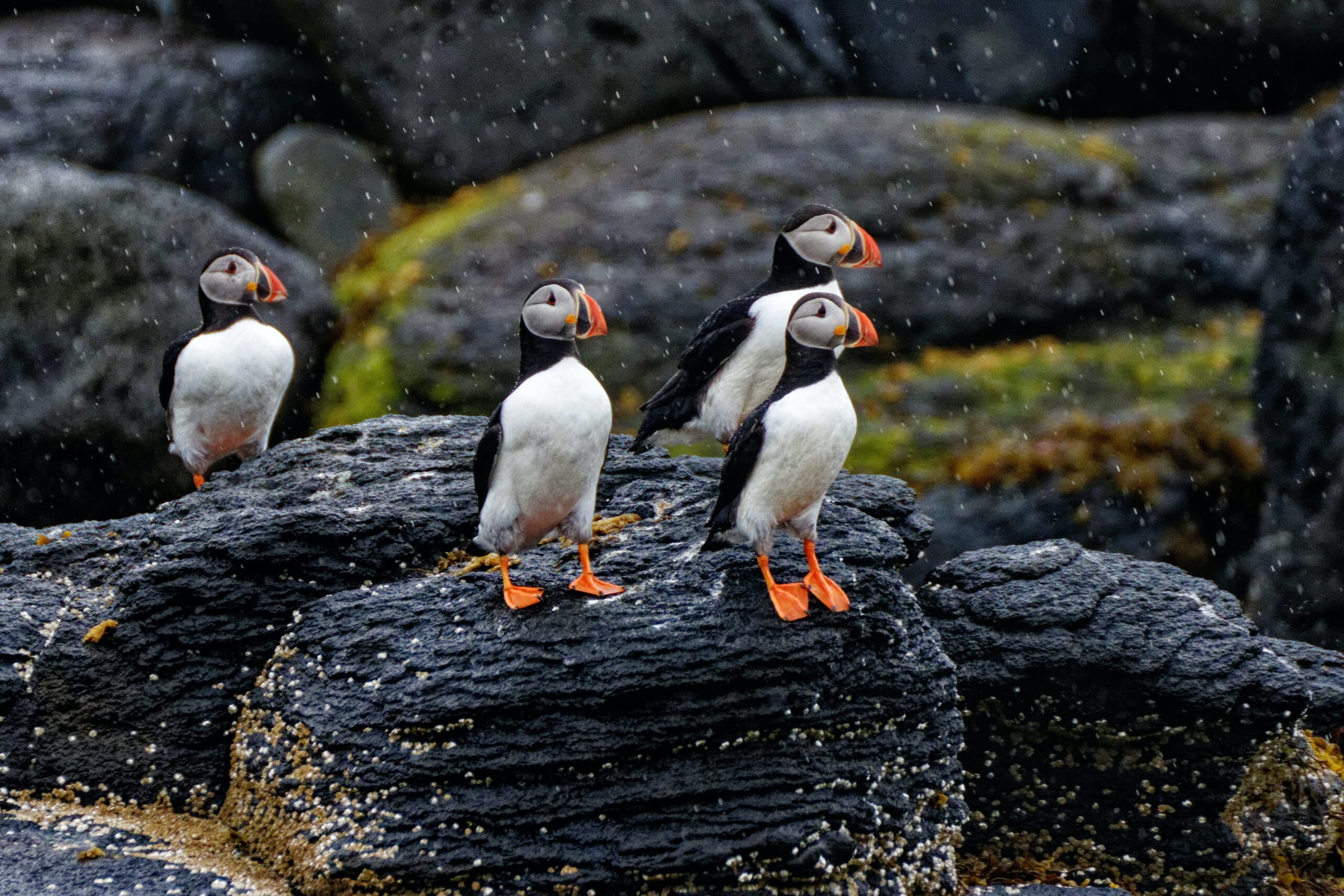 Puffins in the rain, Iceland