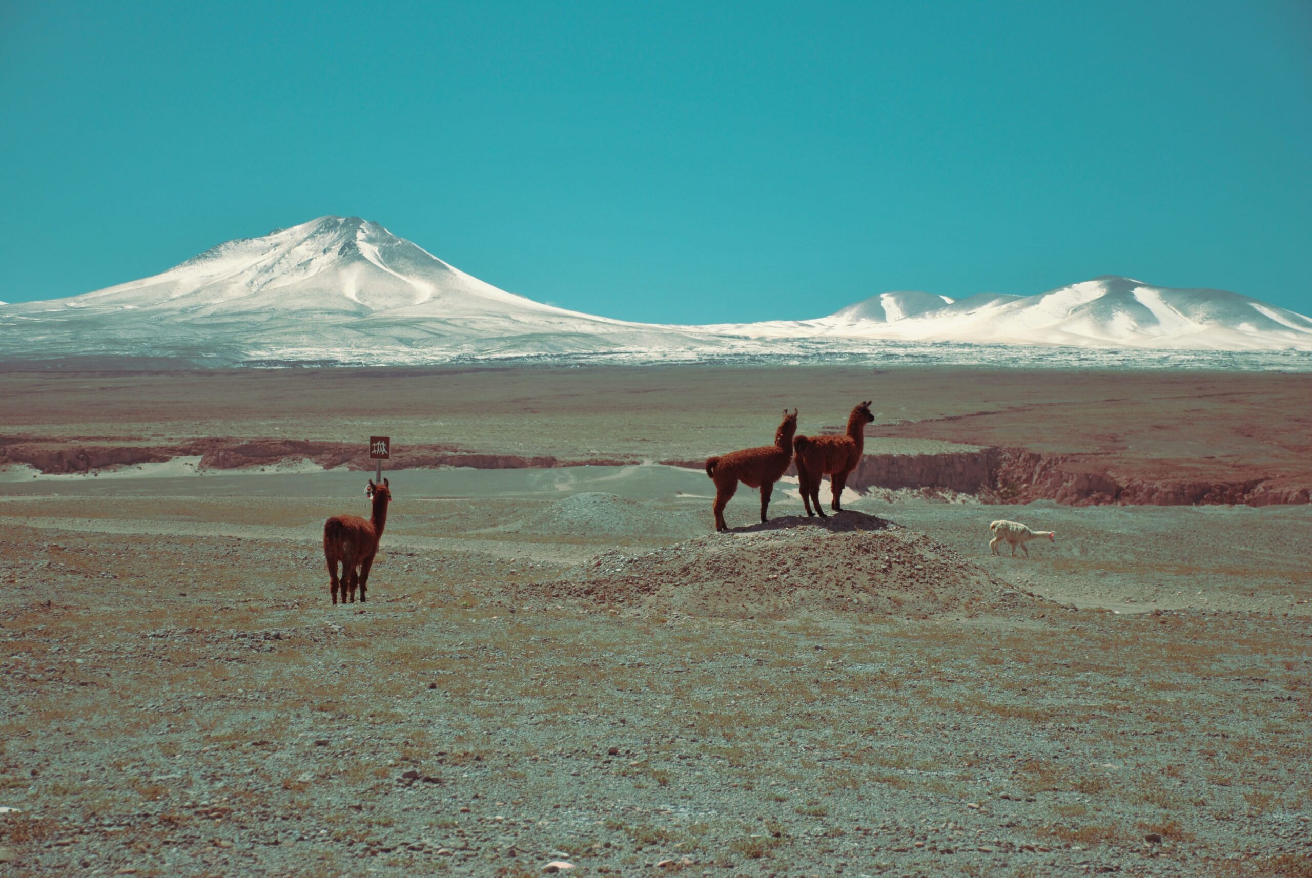 San Pedro de Atacama, Chile, Llama