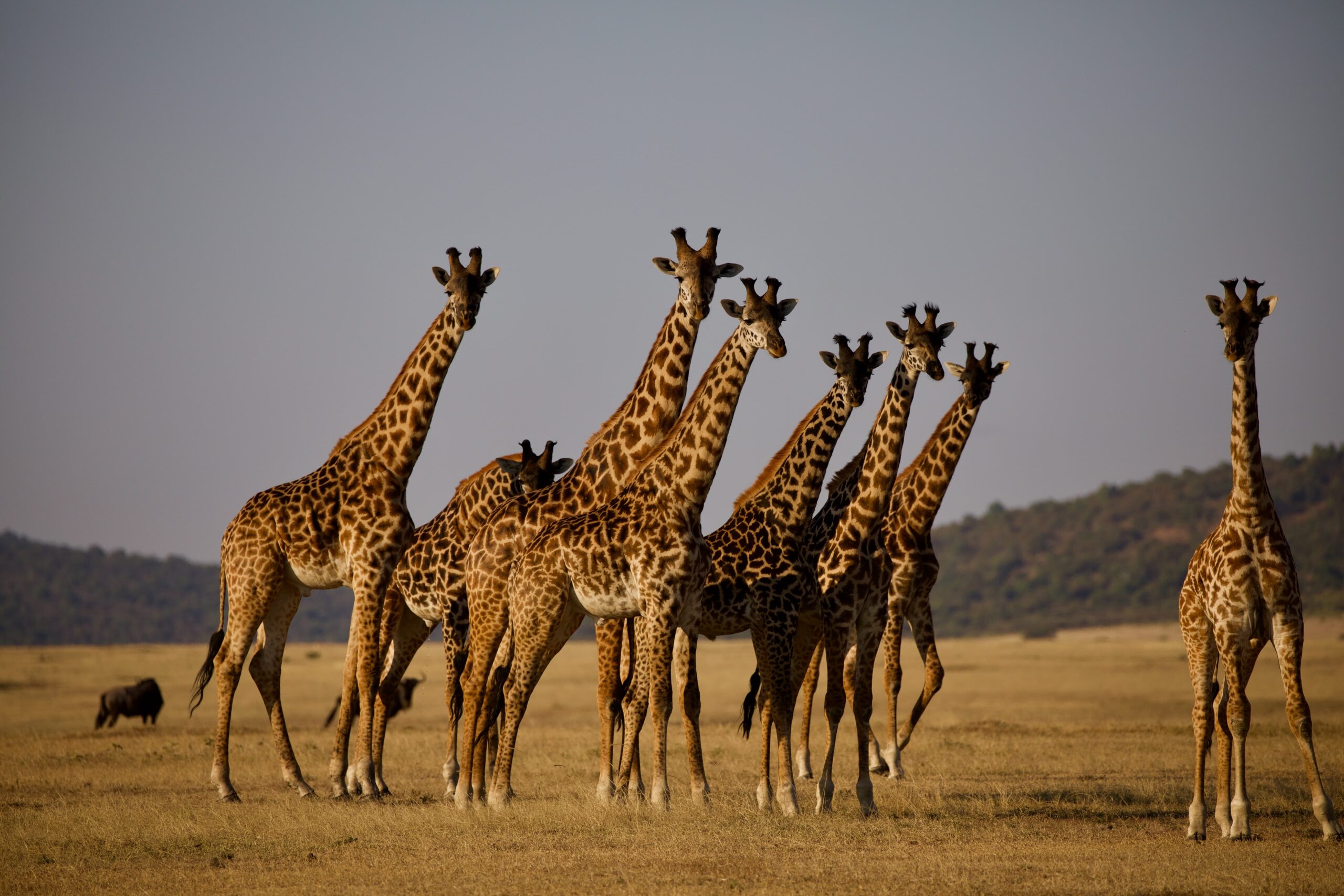 Serengeti, Tanzania (1)
