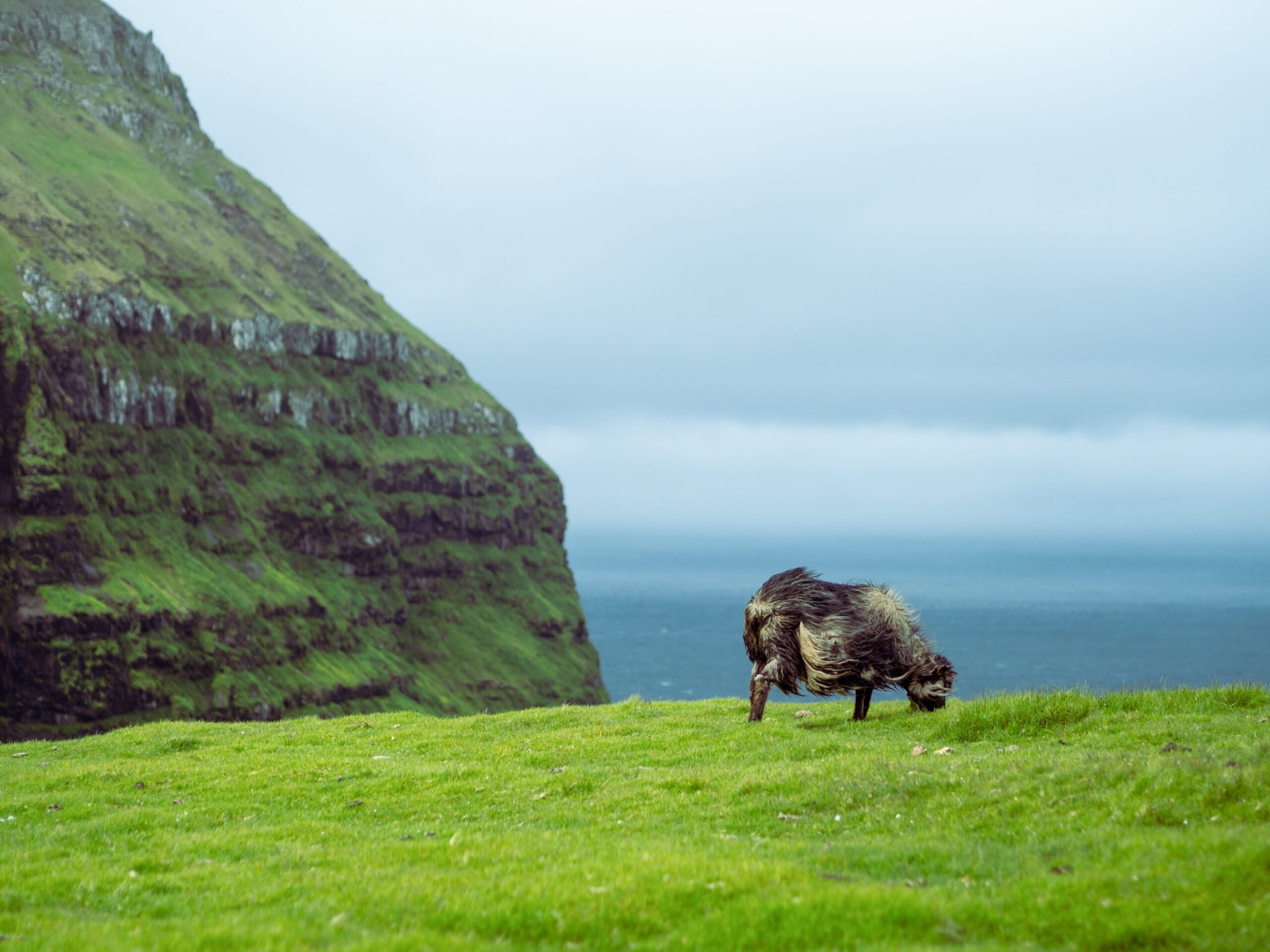 Sheep grazing in the wind, Faroe Islands