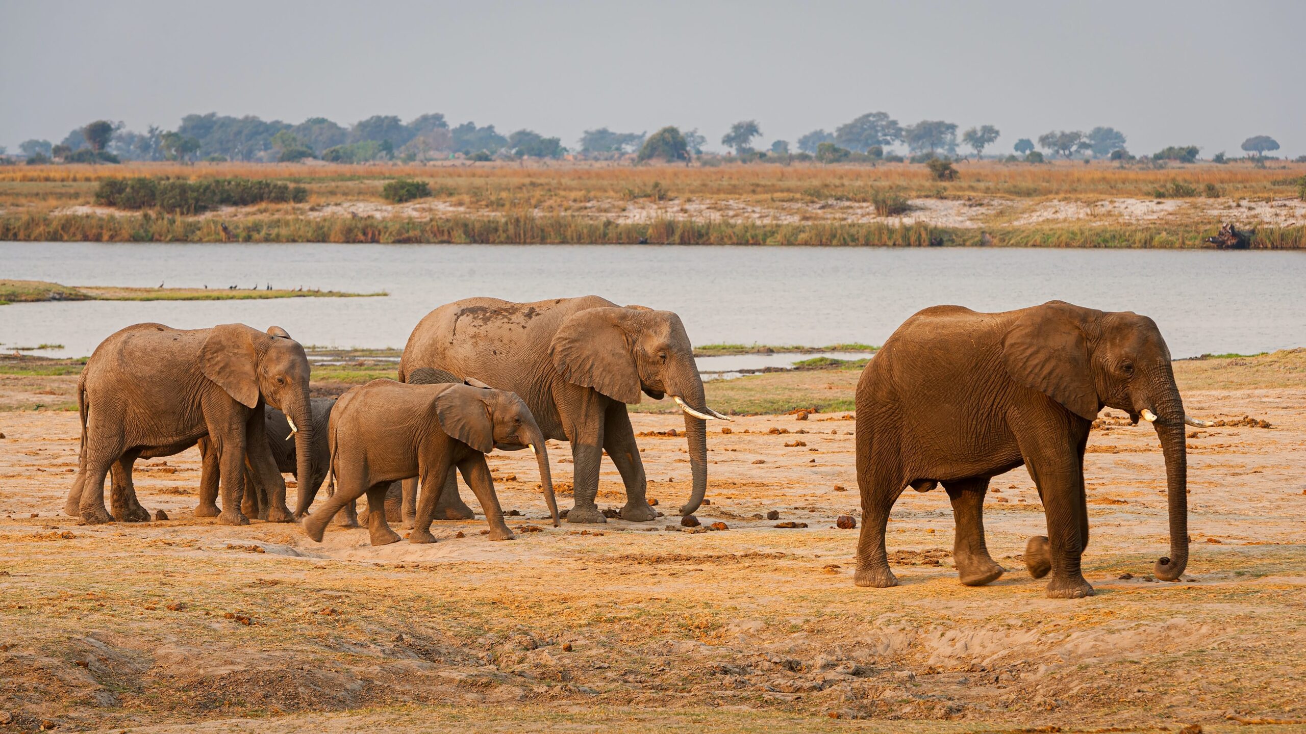 Small herd of Elephants in the Chobe National Park