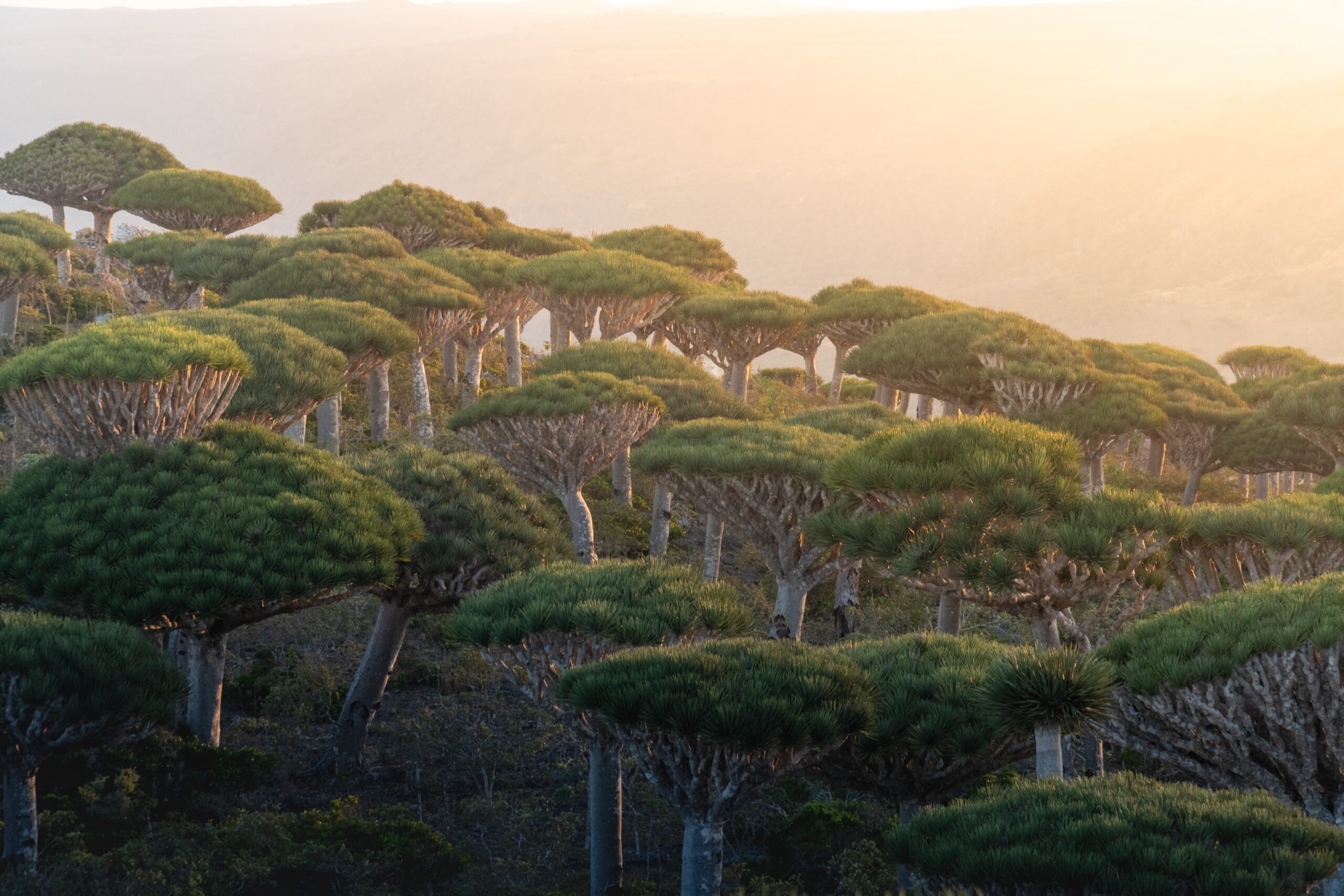 The Dragon Blood Trees can only be found on Socotra island