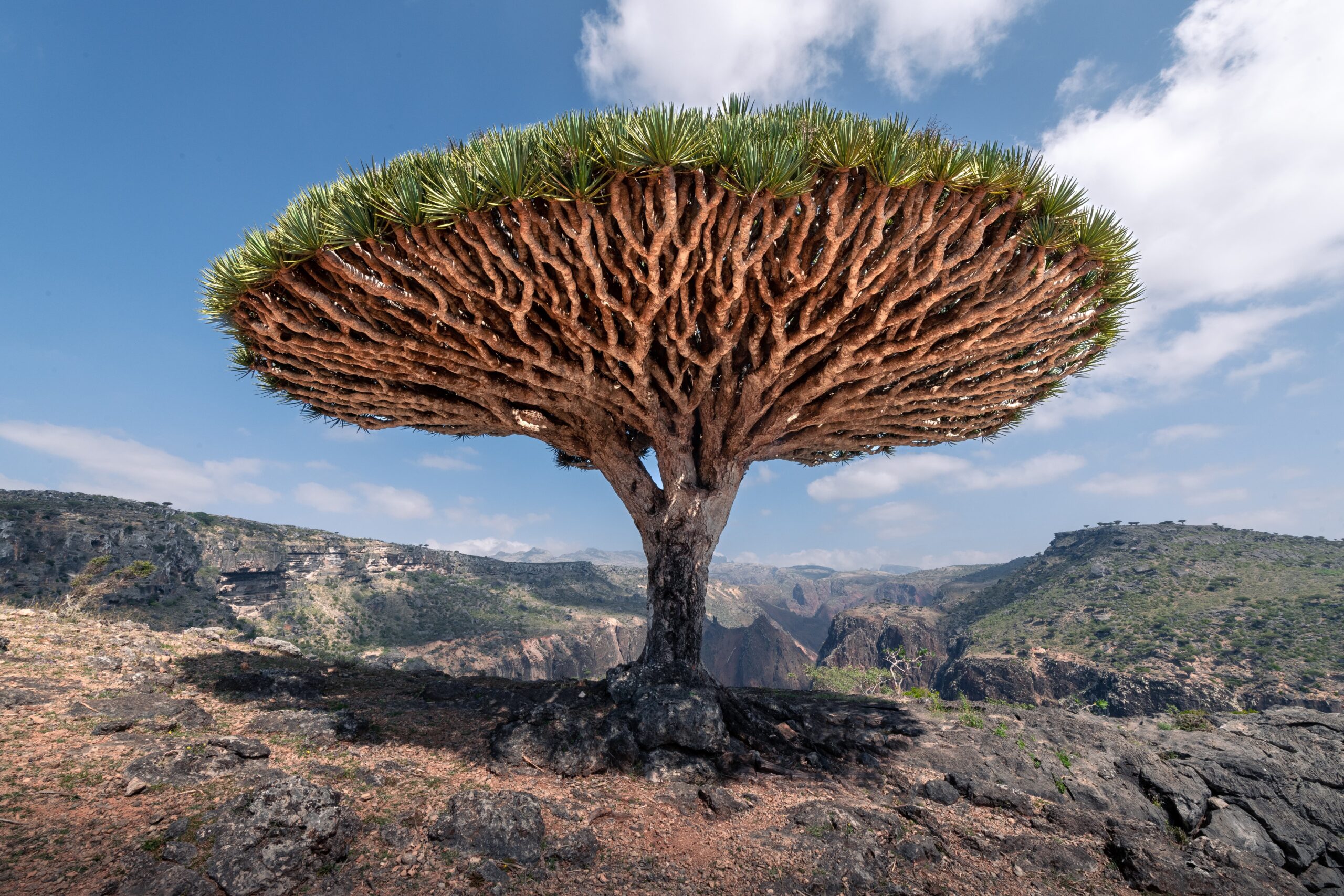 The Dragon Blood tree is native to the Socotra archipelago, part of Yemen, located in the Arabian Sea