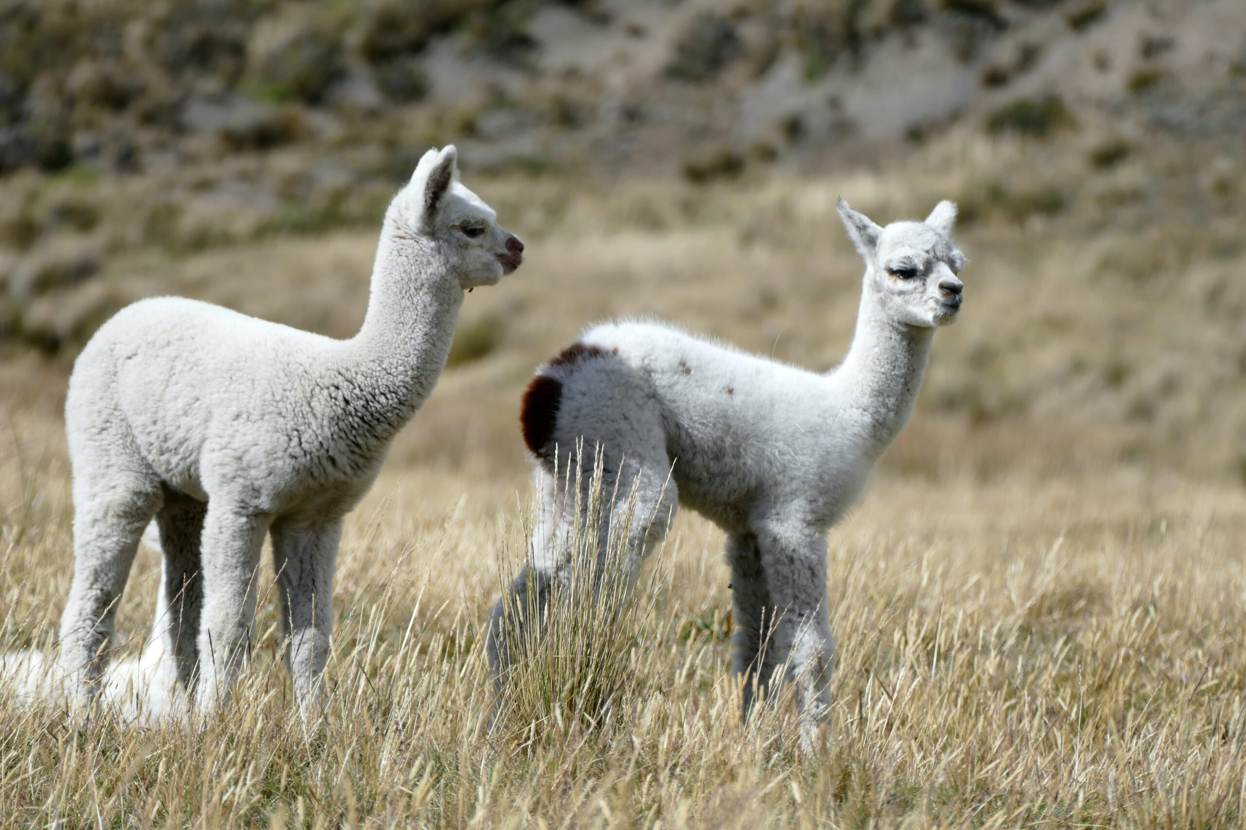 Twin brothers - Alpacas at Ecuador