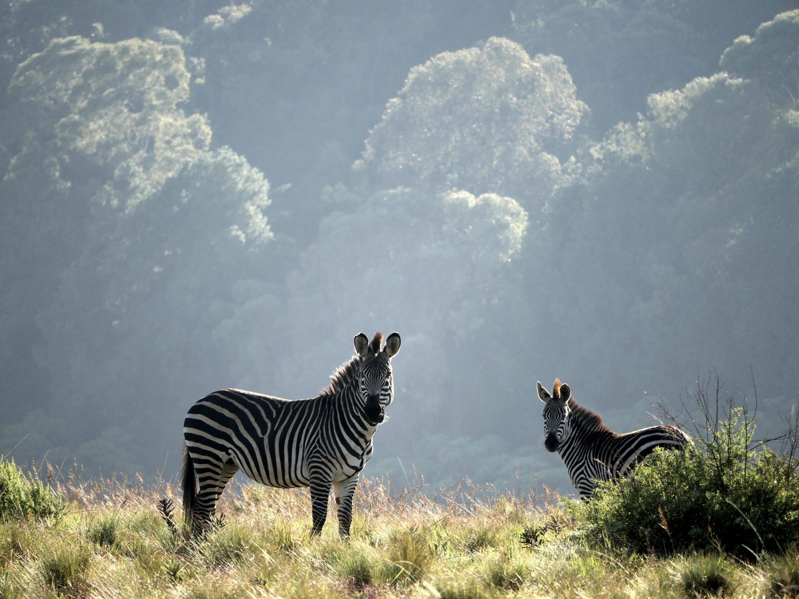Zebra in the morning Malawi