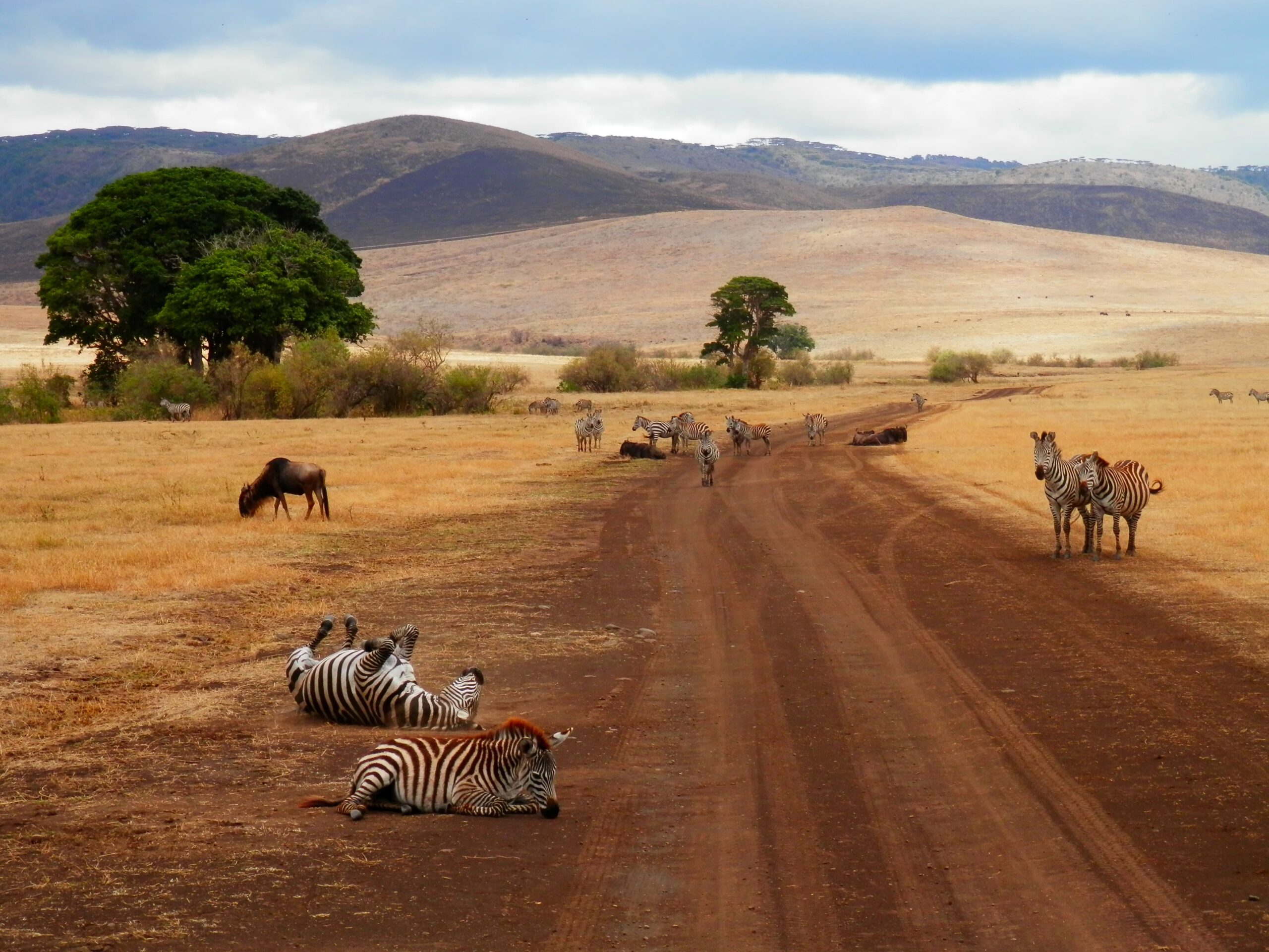 Zebras having fun in Tanzania