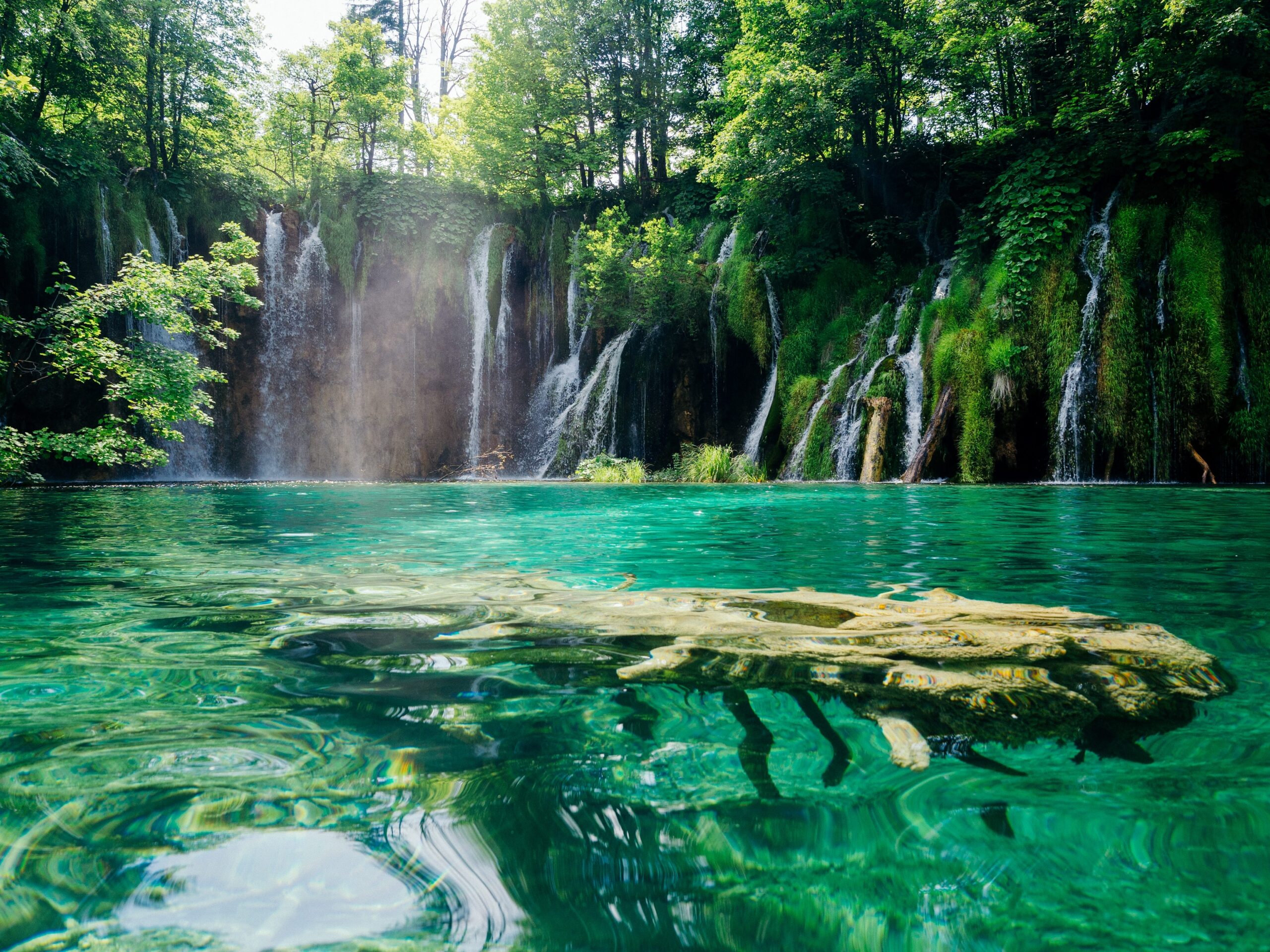 old tree underwater in Croatia